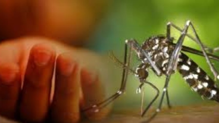 ডেঙ্গুতে আরও ৫ জনের মৃত্যু, ২৪ ঘণ্টায় নতুন আক্রান্ত ৯৫৩